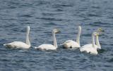 Whooper Swan