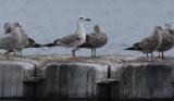 Caspian Gull