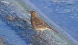 Rock Pipit