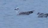 Caspian Gull