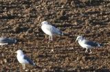 Caspian Gull