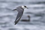 Common Tern