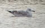 Caspian Gull