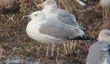 Caspian Gull