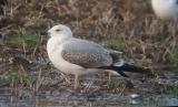 Yellow-legged Gull