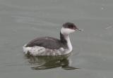 Slavonian Grebe