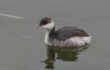 Slavonian Grebe