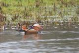 Mandarin Duck