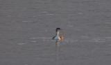 Great Northern Diver