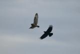 Short-eared Owl