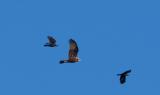 Marsh Harrier