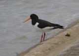 Oystercatcher