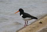 Oystercatcher