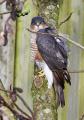 Sparrowhawk