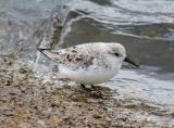 Sanderling