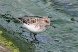 Sanderling