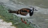 Ruddy Turnstone