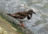 Ruddy Turnstone