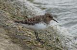 Sanderling