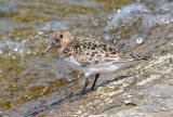 Sanderling