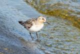 Sanderling