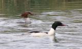 Goosander