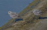 Sanderling