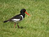 Oystercatcher
