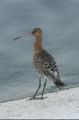 Black-tailed Godwit
