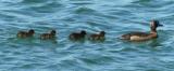 Tufted Duck