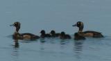 Tufted Duck