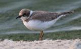 Little Plover