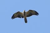 Honey-buzzard