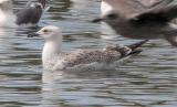Caspian Gull