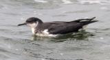Manx Shearwater