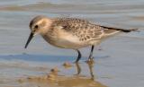 Baird's Sandpiper