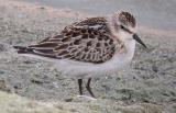 Little Stint