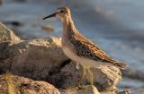 Pectoral Sandpiper