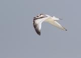 Little Gull