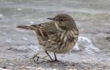 Rock Pipit